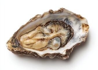 Naklejka premium Open oyster shell, top view