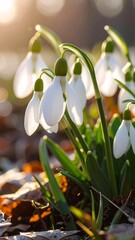Close-up of snowdrops in sunlight