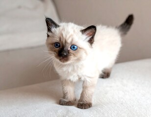 Adorable kitten, light cream color