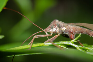 close-up photo of a brown beetle