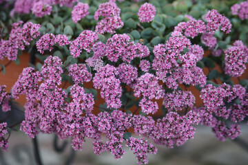 purple lilac flowers