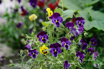 violet flowers in the garden