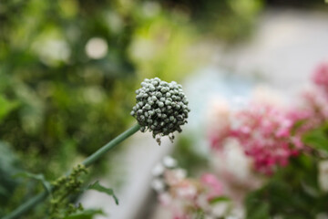 close up of a flower