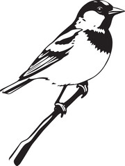 Bird Sparrow. Hand drawn vector illustration