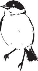 Bird Sparrow. Hand drawn vector illustration