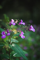 Botanical background- wild orchids in a forest in summer