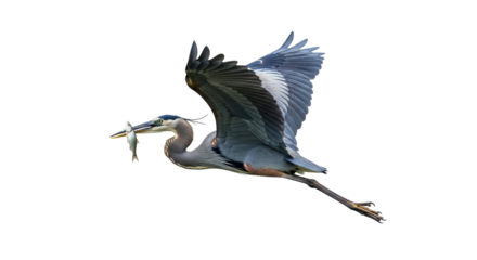 Isolated Great Blue Heron carries fish in beak as it flies through sky gracefully. A scene of bird catching food