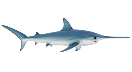 Isolated Longnose Sawshark with extended rostrum, sea creature with cartilaginous skeleton