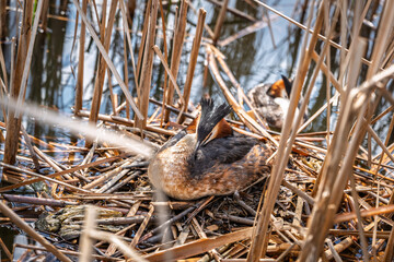 Great Crested Grebe, Podiceps cristatus, water bird sitting on the nest, nesting time on the green lake