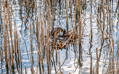 Great Crested Grebe, Podiceps cristatus, water bird sitting on the nest, nesting time on the green lake
