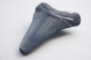 Shark Tooth Fossil on Hand for Education and Natural History