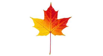 Isolated Fall maple leaf, autumn color transitions from yellow to red, seasonal colors