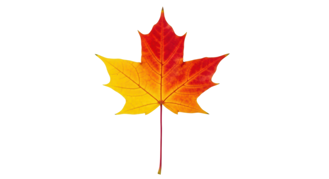 Isolated Fall maple leaf, autumn color transitions from yellow to red, seasonal colors