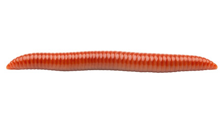 Isolated bait worm for fishing lure, orange artificial sandworm, long ribbed annelid worm