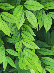 Beautiful green leaves background. Natural creative layout for wallpaper and advertising.