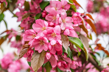Fototapeta premium Fresh pink flowers of a blossoming apple tree with blured background
