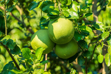 Pomelo in the garden in Samut Songkhram Province, Thailand
