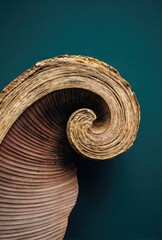 A detailed close-up captures the intricate spiral texture of a dried leaf against a deep teal backdrop, highlighting the natural beauty of organic forms.