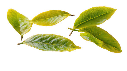 Green and Yellow Leaves on Black Background