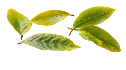 Green and Yellow Leaves on Black Background