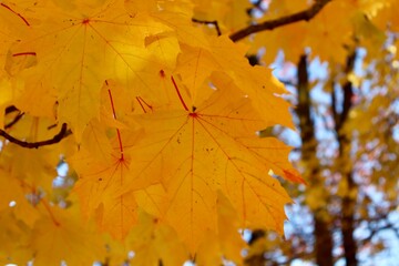 Beautiful autumn landscapes near the forest and tree lines. Photos capture the warm tones of fall leaves, misty atmosphere, and golden-red carpets of fallen foliage. Perfect for seasonal, nature, and 