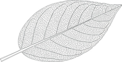 Vector art of detailed black and white leaf skeleton illustration