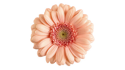 Peach Gerbera Daisy Flower with Glitter Texture on Black Background