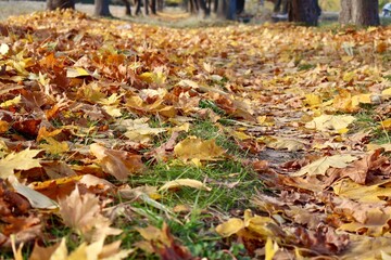 Beautiful autumn landscapes near the forest and tree lines. Photos capture the warm tones of fall leaves, misty atmosphere, and golden-red carpets of fallen foliage. Perfect for seasonal, nature, and 