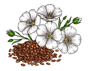 Linseed flowers and seeds illustration