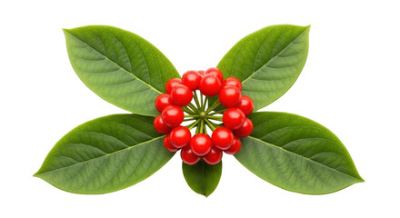 Isolated Red Berries with Green Leaves Arrangement against a Light Backdrop, Vibrant