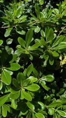 Exploring Biophilic Design Through Abundant Green Textures in Urban Settings for Sustainable Living and Wellness