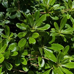 Exploring the Role of Foliage in Biophilic Design for Urban Living Spaces to Enhance Well-Being and Sustainability