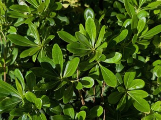 Exploring the Beauty of Foliage Patterns in Urban Environments With Lush Green Textures and Sustainable Materials Under Bright Sunlight