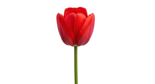 Isolated bright red tulip flower on a long green stem in an upright format, studio shot
