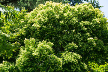 Dense, vibrant Chinese privet tree (Ligustrum lucidum) with lush green leaves and clusters of small white flowers, thriving under sunlight in natural, verdant setting in Sochi park