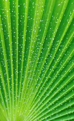 A detailed close-up view of a vibrant green palm leaf, showcasing its intricate vein structure and numerous tiny water droplets.