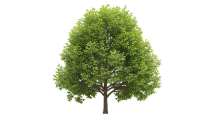 Isolated deciduous tree with green foliage, summertime nature imagery for design and compositing
