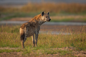Spotted hyena stands on riverbank with catchlight