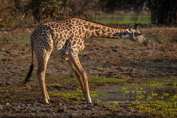 Thornicroft giraffe stands up quickly dribbling water