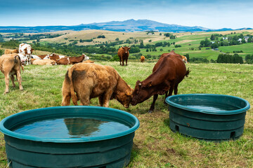 Cows drink from troughs in Auvergne Volcanoes Regional Park near Sancy Massif while grazing in lush green pastures. France © JBN