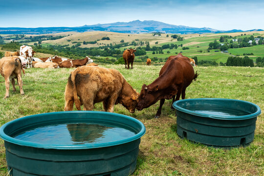 Cows drink from troughs in Auvergne Volcanoes Regional Park near Sancy Massif while grazing in lush green pastures. France