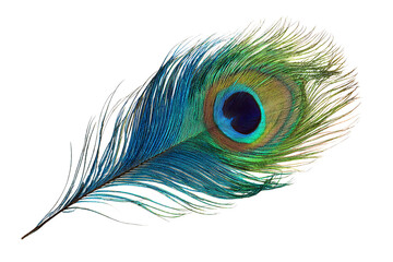 Colorful Peacock Feather Isolated on Transparent Background