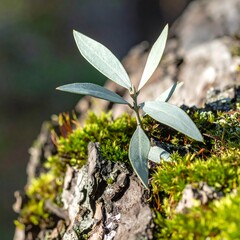 Delicate, light-green leaves sprout from a tree trunk, nestled amidst vibrant green moss.