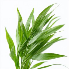 Green leafy plant on white background with natural light