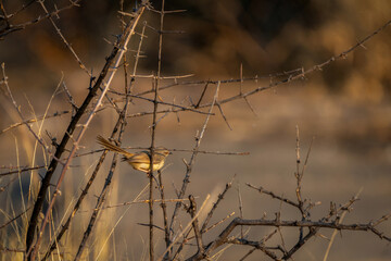 Pipit africain perché au bord d'un lac