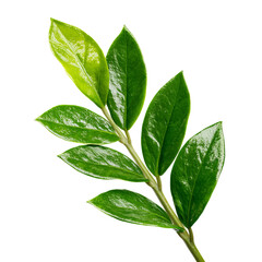 Obraz premium Close-up vibrant green leaves on stem