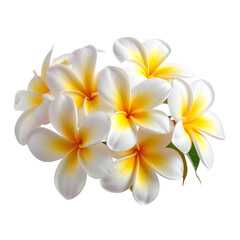 Obraz premium Side View of Blooming Frangipani Flowers, Tropical Arrangement, Isolated