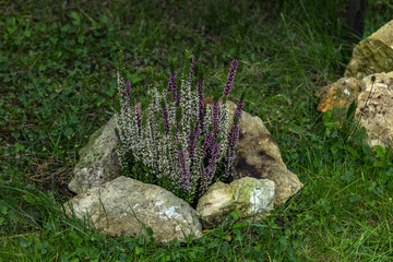 A woman in colorful gardening gloves plants colorful heather in the ground,