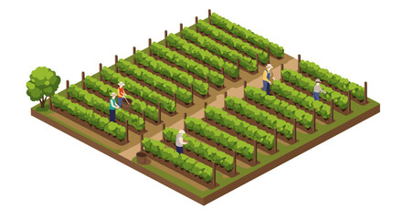 Isometric vineyard farm with workers harvesting grapes in rows