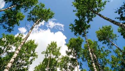 Upward view of a birch forest canopy